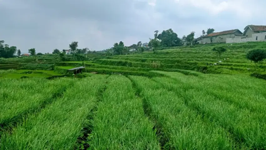 Tanah sawah produktip pinggir jln