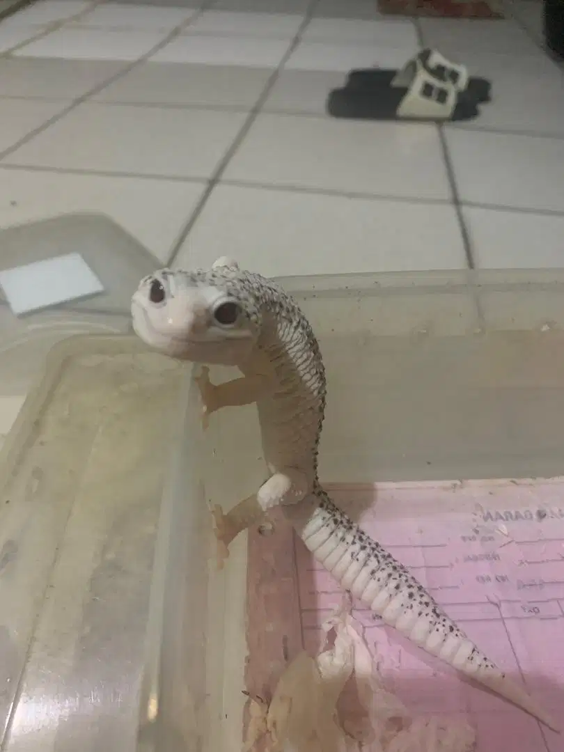 1 Unit Gecko Leopard Super Snow Eclipse