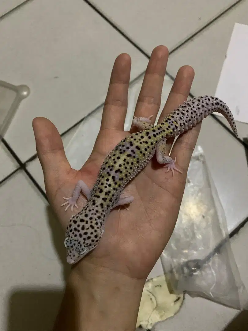 1 Unit Gecko Leopard MackSnow Eclipse