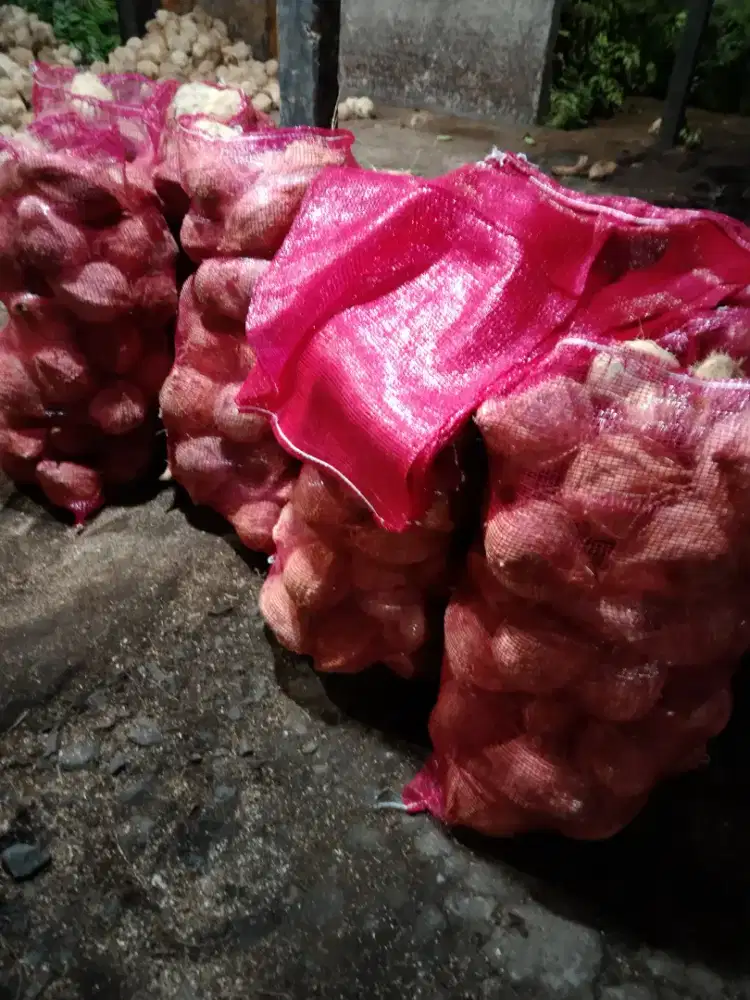 Kelapa bulat,sari kelapa