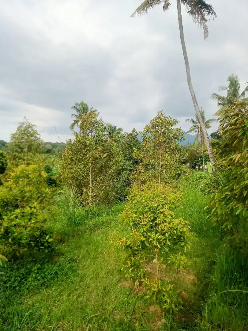 Tanah kebun desa sambangan singaraja
