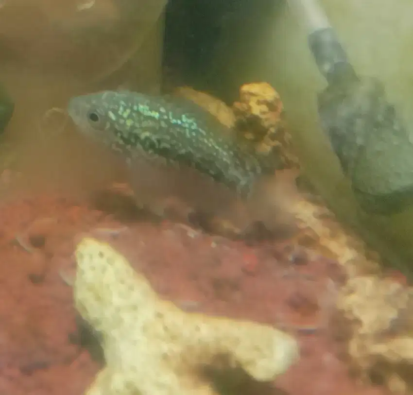 1e lohan kamfa f2 gen Thailand  f2 sz 4_5cm + 2e kaviat ukuran 2_3jari