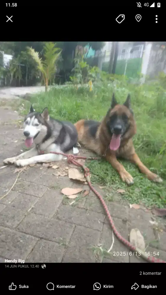Open stud berbayar  herder, malinois, husky( bogor)