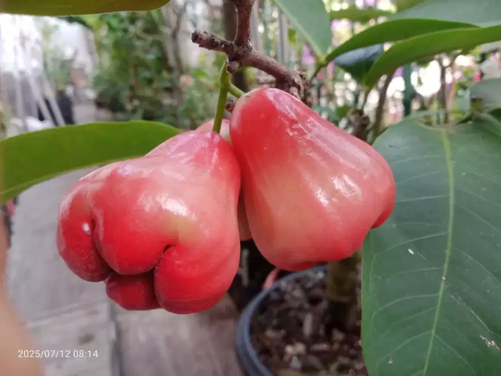 Pohon Buah Jambu Citra, Tinggi 2m, Sudah berbuah, Tanaman Buah
