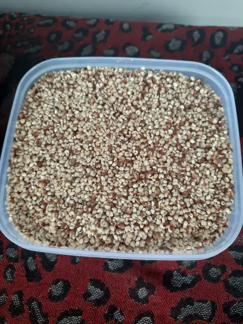 Sorgum siap masak 15.000 per kg