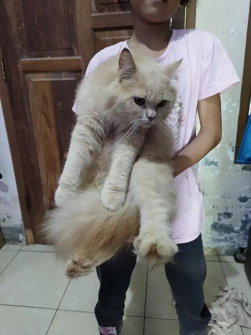 Persia Bongsor pejantan tangguh
