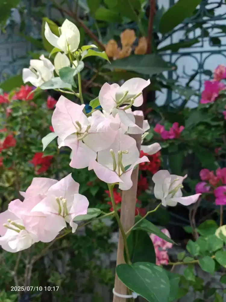 Bunga Bugenvil Bougenville Bengawan Solo Tinggi 1,5m , Tanaman Hias