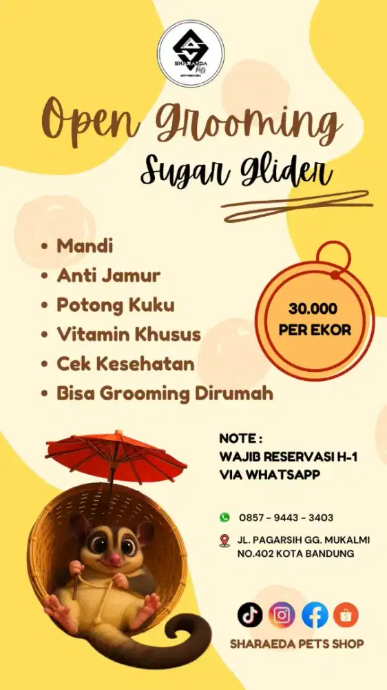 Grooming sugar glider