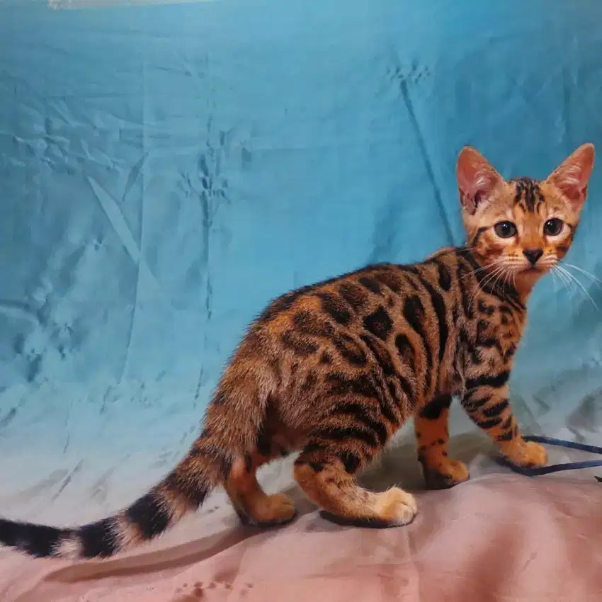 Kitten Betina 3 bulan