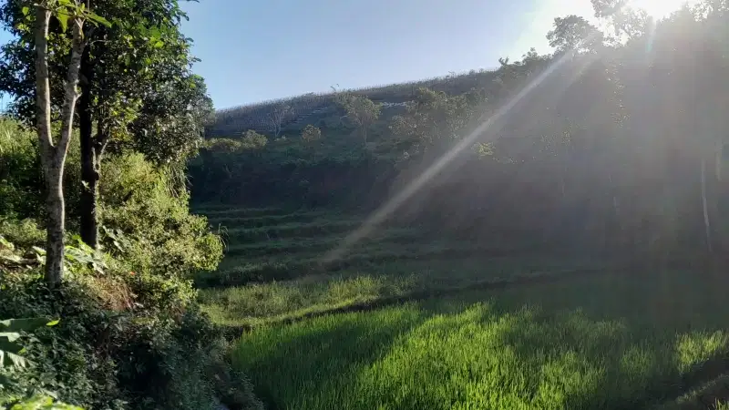 Dijual lahan kebun & sawah 5020 meter