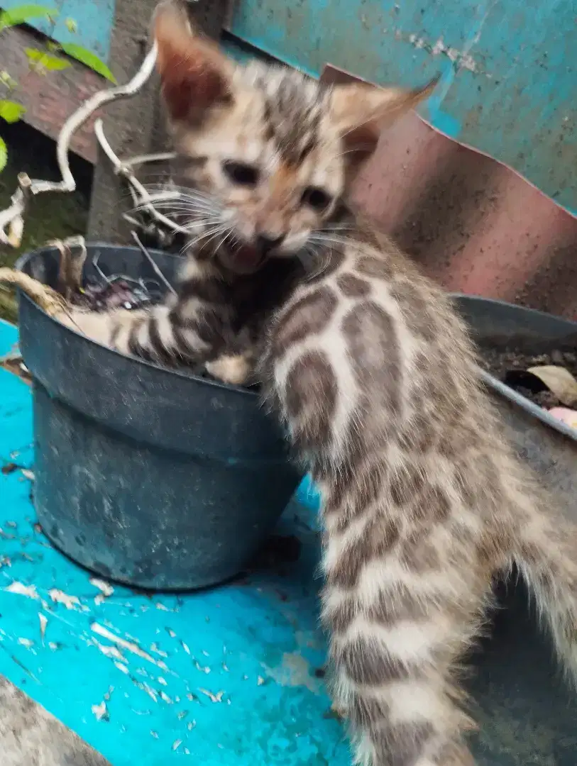 Kucing motif bagus