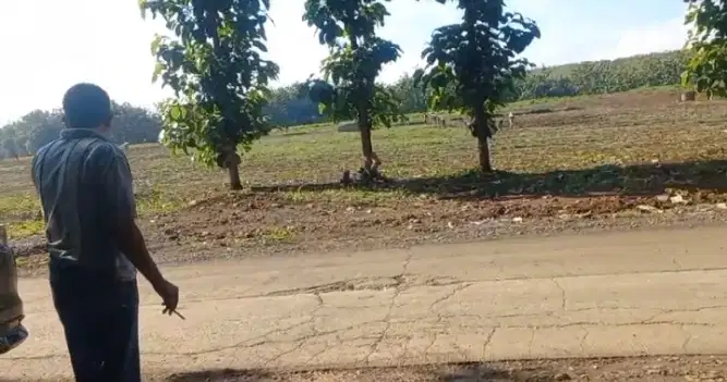 Dijual tanah untuk perumahan lokasi di Pemalang harga murah