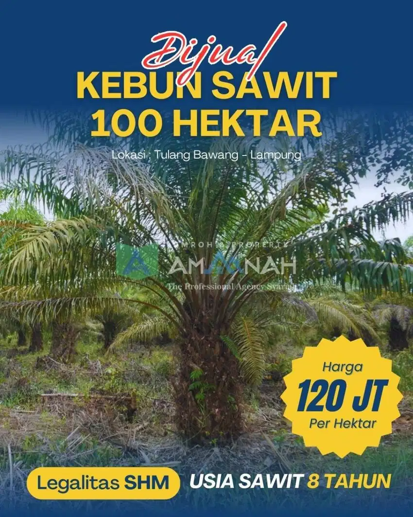 Dijual Cepat Kebun Sawit Produktif di Tulang Bawang