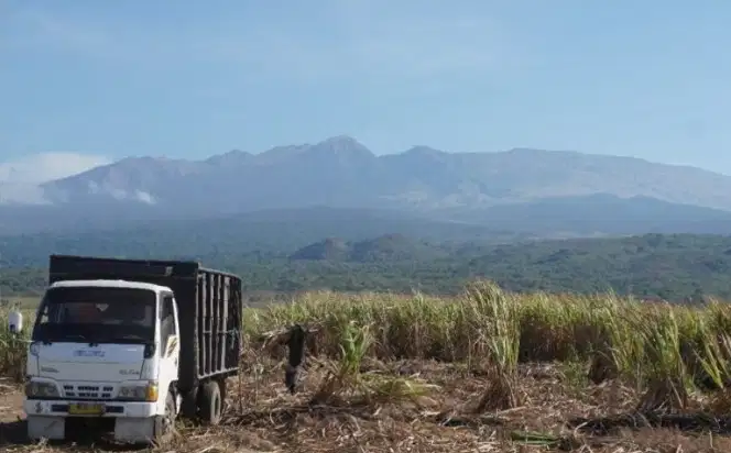 JUAL SEGERA TANAH MURAH PERKEBUNAN PANGGUNGREJO BLITAR