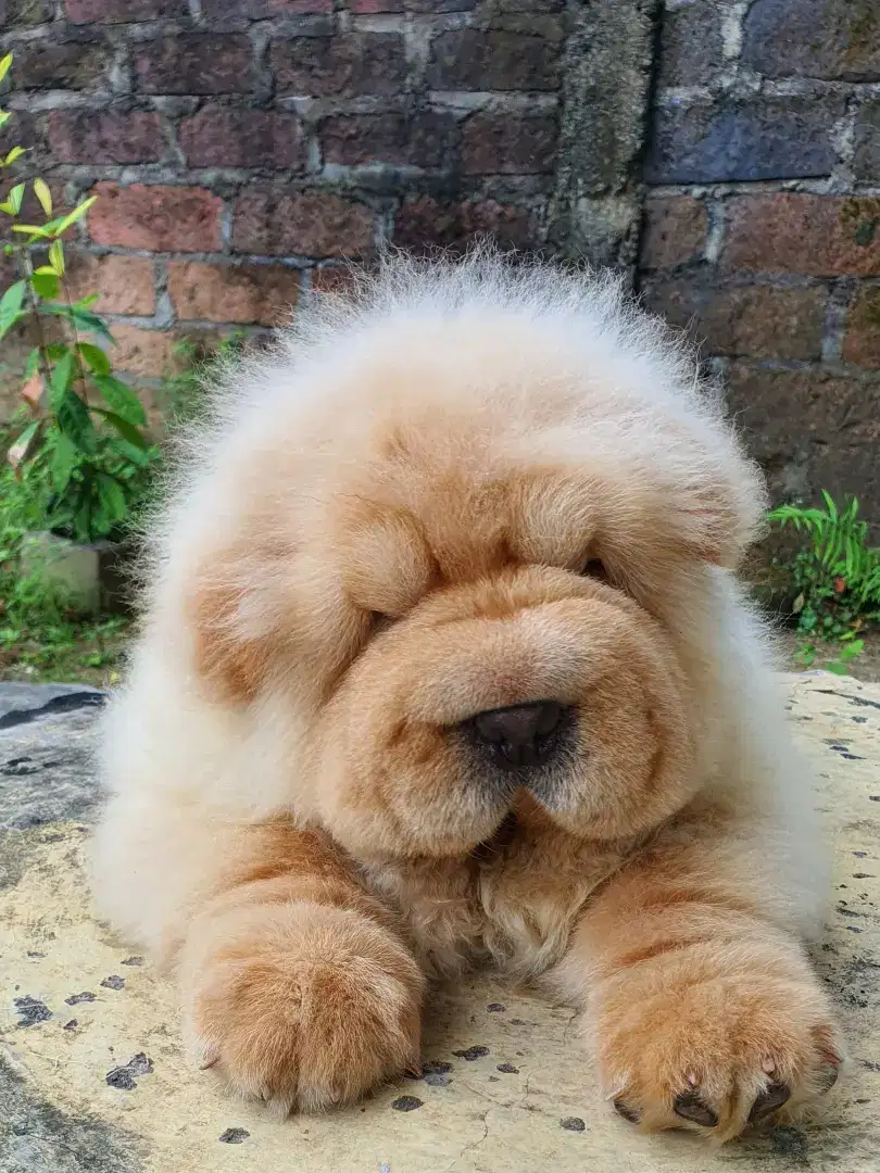 Di Jual Anakan Chow Chow jantan