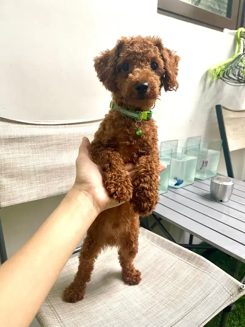 RED MINI TOY POODLE