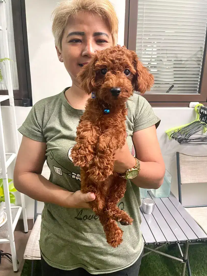 Mini Red Toy Poodle