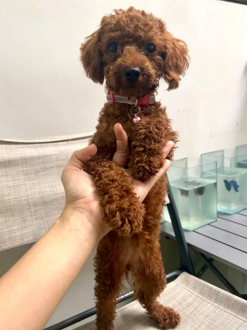 Red Mini Toy Poodle