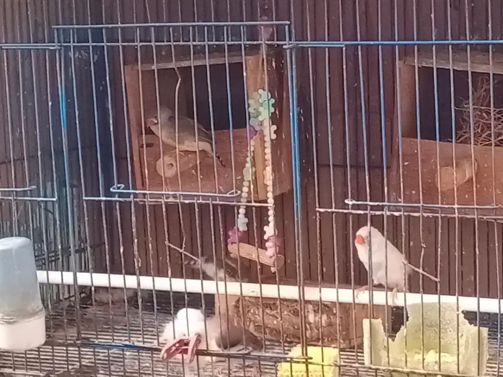 Zebra Finch Sepasang