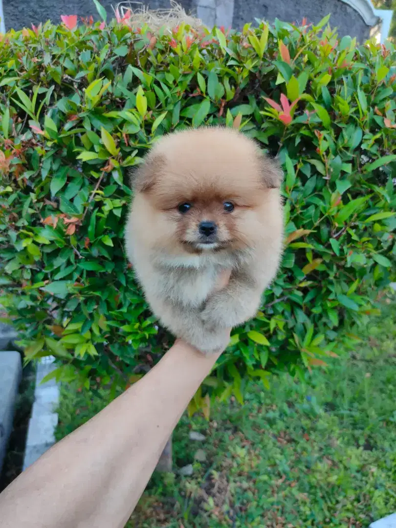 Anak anjing Minipom