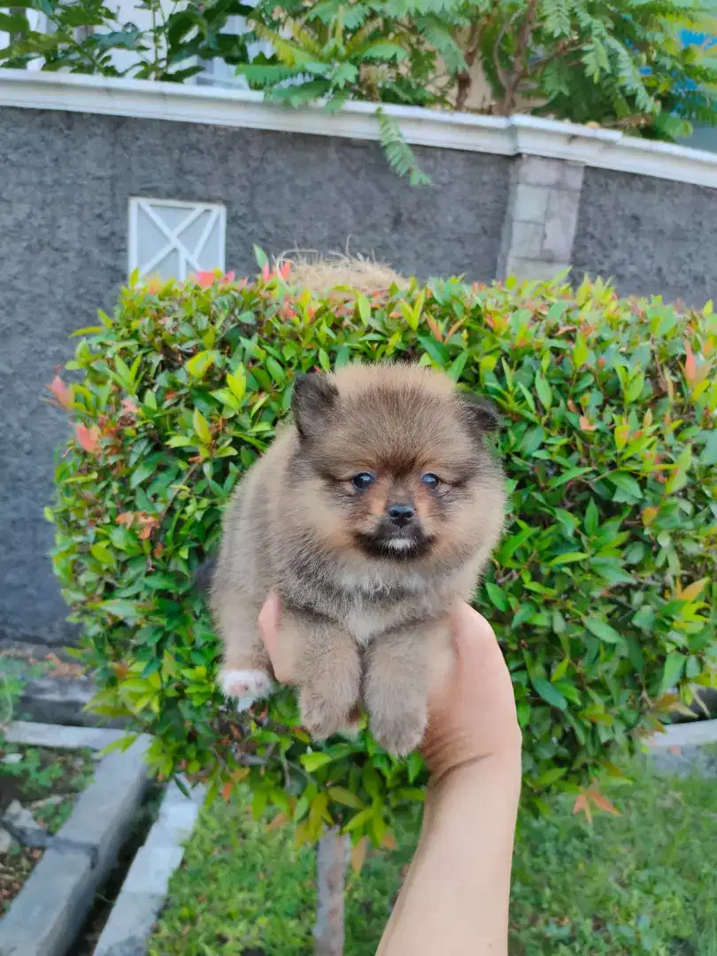 Puppies Minipom
