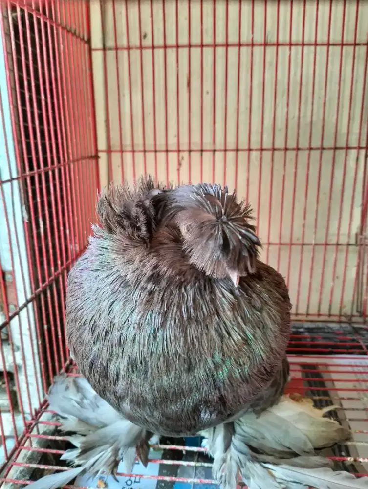 Merpati Bokhara Jantan - Jarang Ada