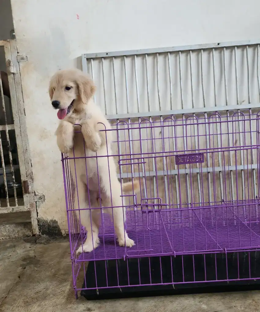 Golden Retriever Puppys Usia 3 Bulanan Big Bone Nice Anatomi Stambum