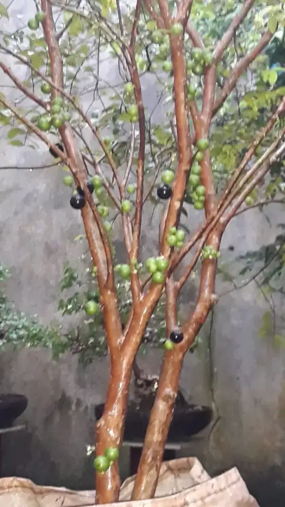 Anggur brazil kupalandak