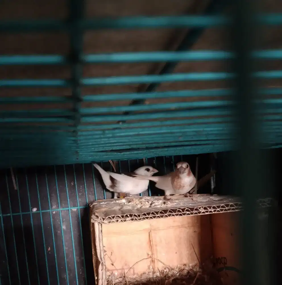 Emprit jepang sepasang siapan sudah nyarang terus