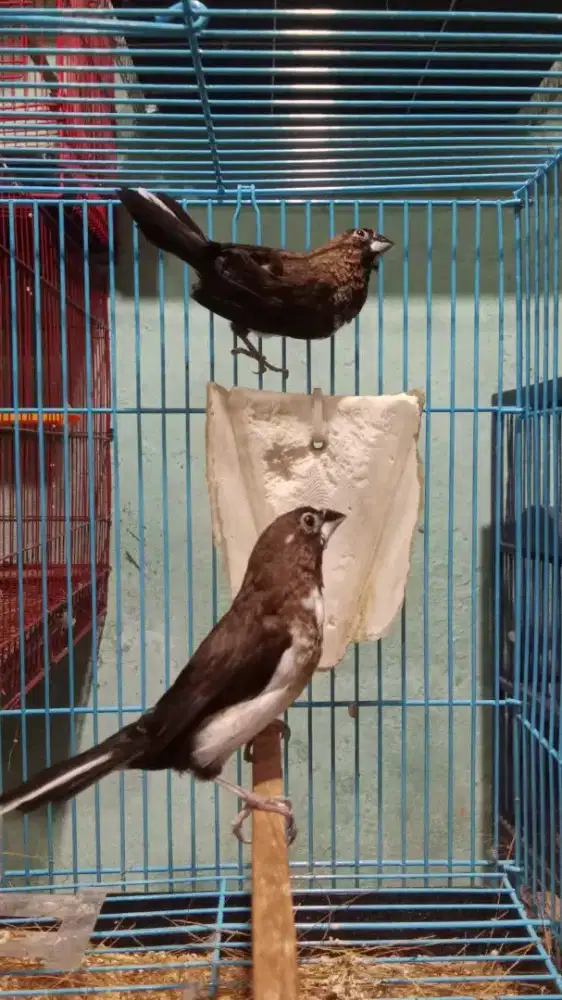 Emprit jepang dewasa jantan/betina satuan