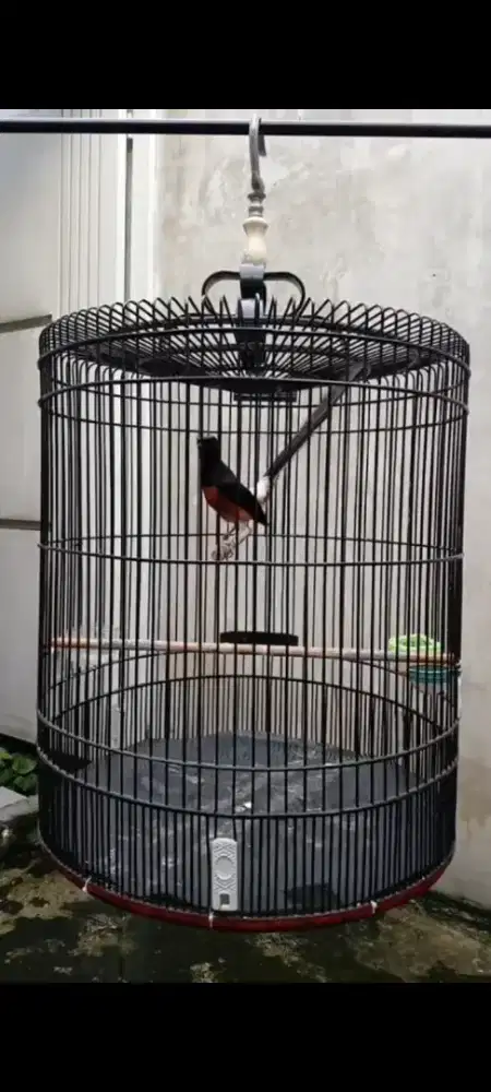 Burung murai hutan ekor 21