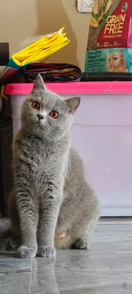 british shorthair BSH