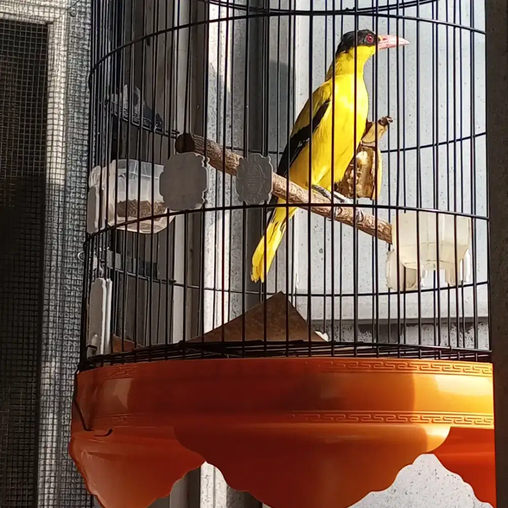 Kepondang Bali gacor fullset