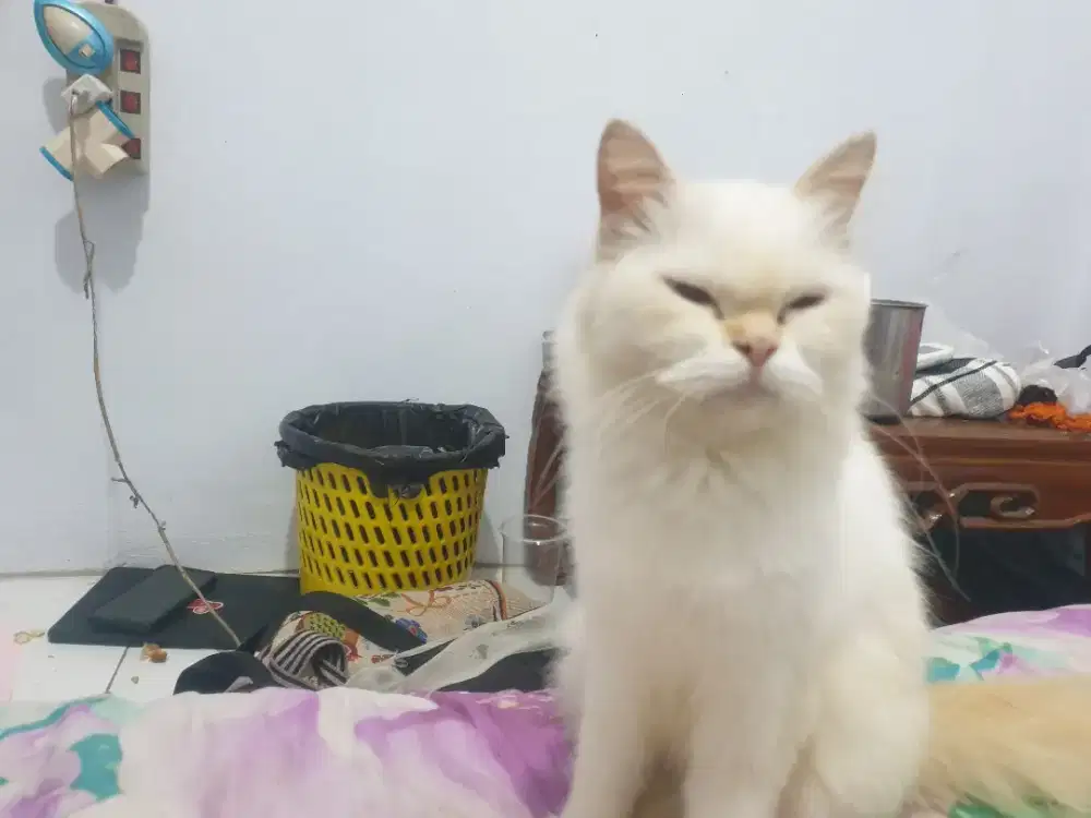 Kucing persia flatnose