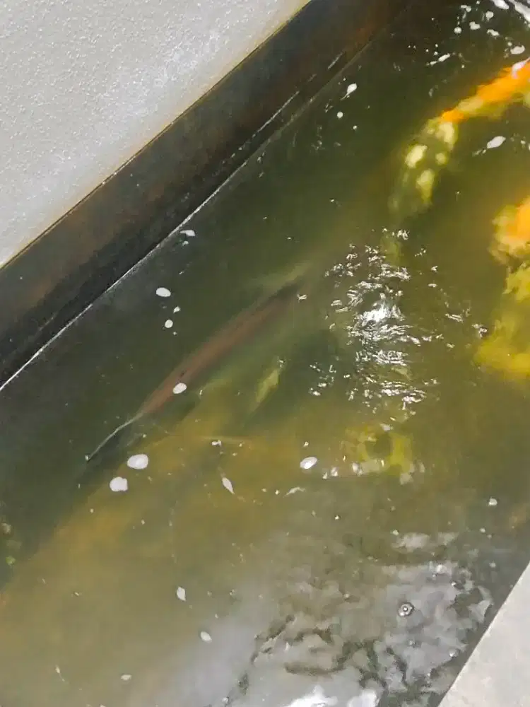 Dijual ikan predator GK big size