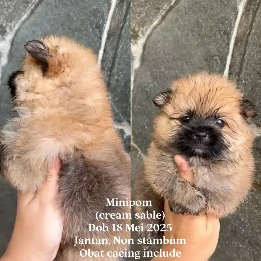 Minipom Jantan Sable Colour Murah