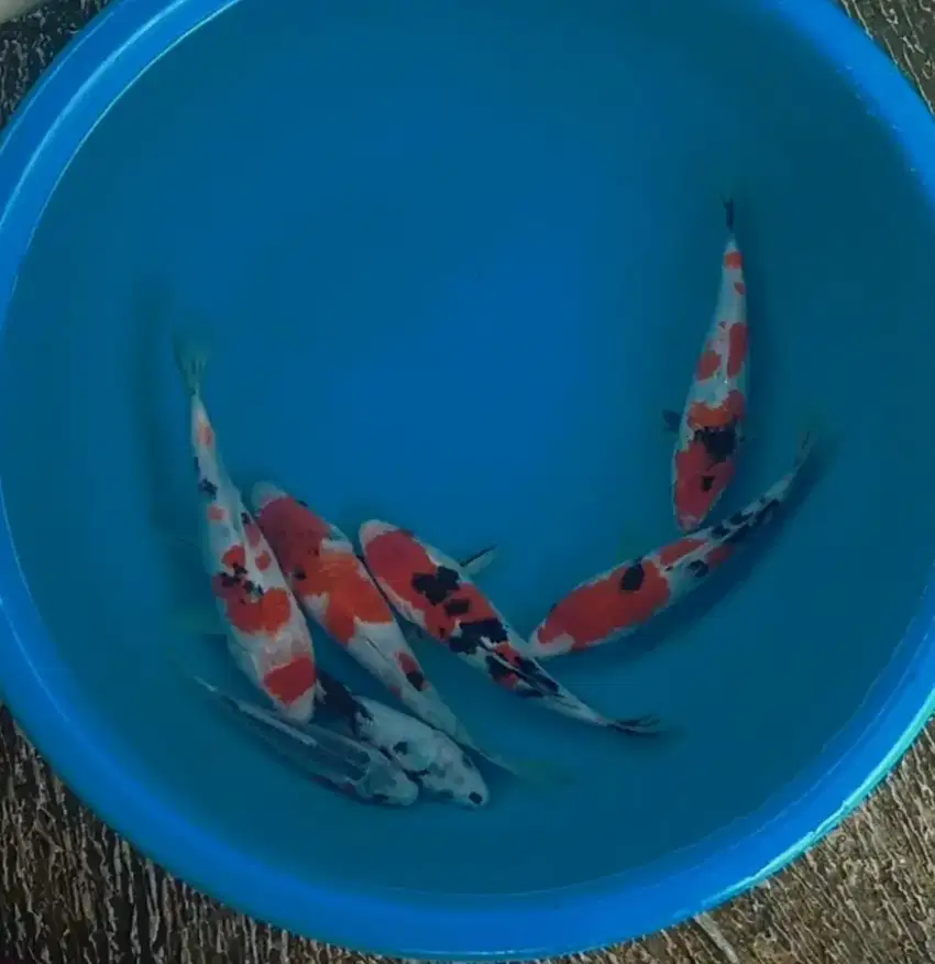 Ikan koi size 15cm sampai 20cm
