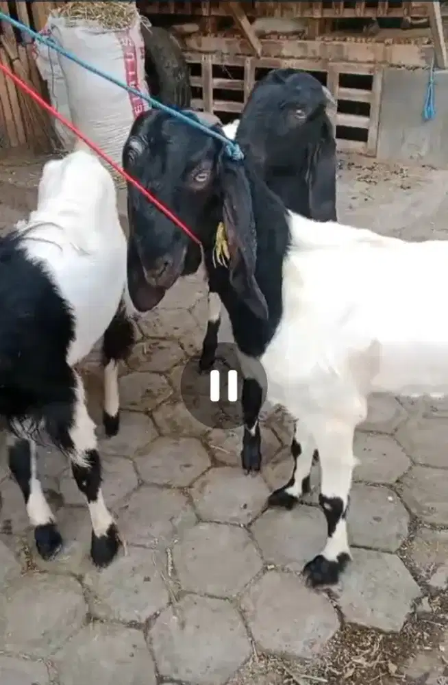 Kami menjual berbagai jenis kambing, dari Bibitan sampai Biang