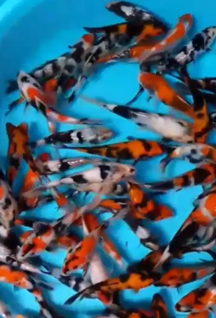 Ikan koi size 15cm