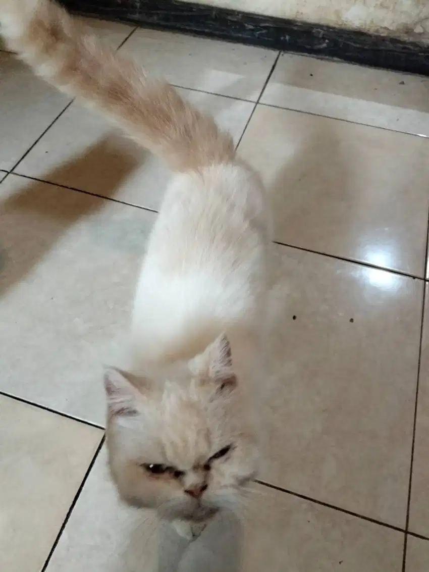 Adopsi Kucing Persia Lucu! Siap Jadi Teman Manjamu!