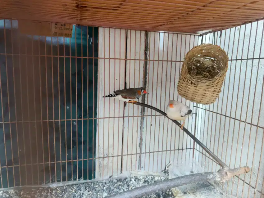 Zebra Finch Sepasang bawa telor