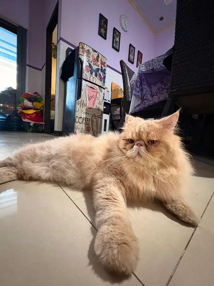 Open adopt kucing persia peaknose pesek jantan