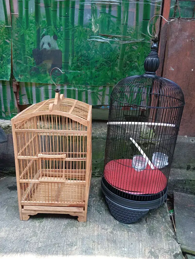 Kandang love bird