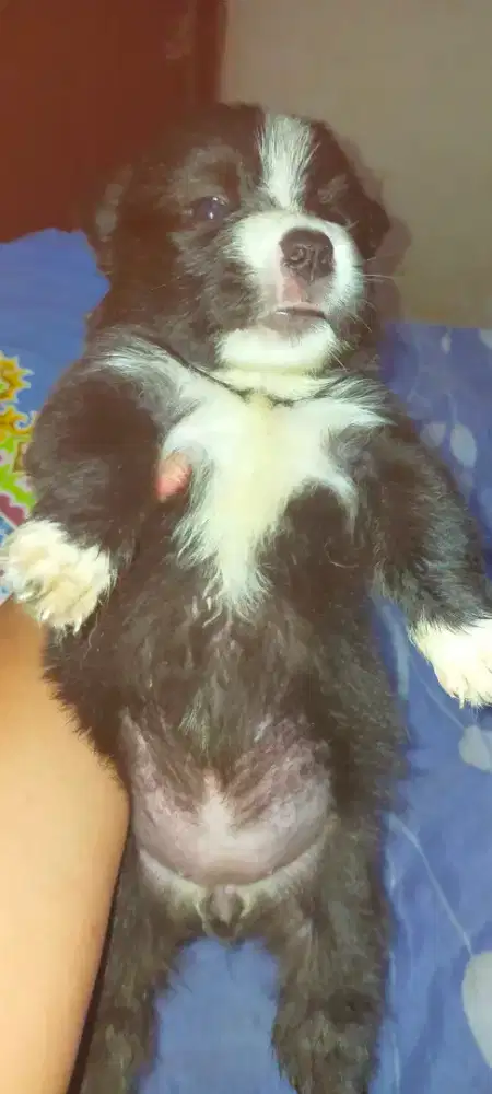 Anak anjing Mix wicklow terrier jantan dan betina