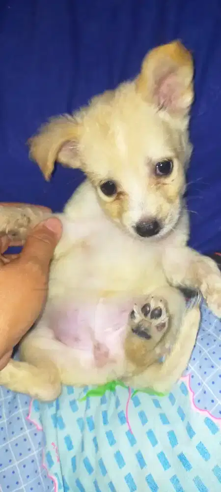 Anak anjing  Chihuahua betina