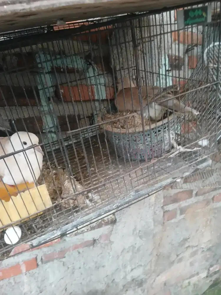 Jual burung puter lokal spsng mantull