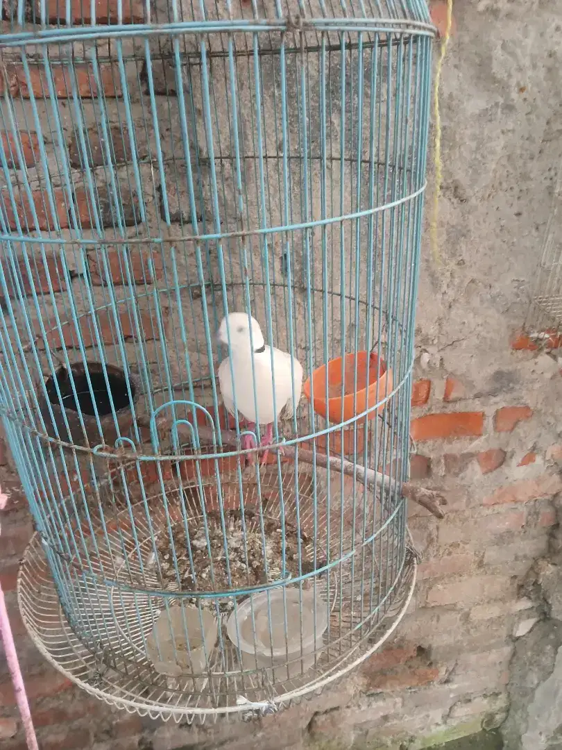 Jual puter ud bunyi burja