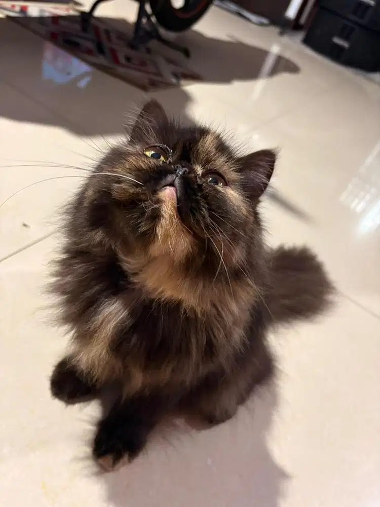 Open adopt kucing persia peaknose pesek betina