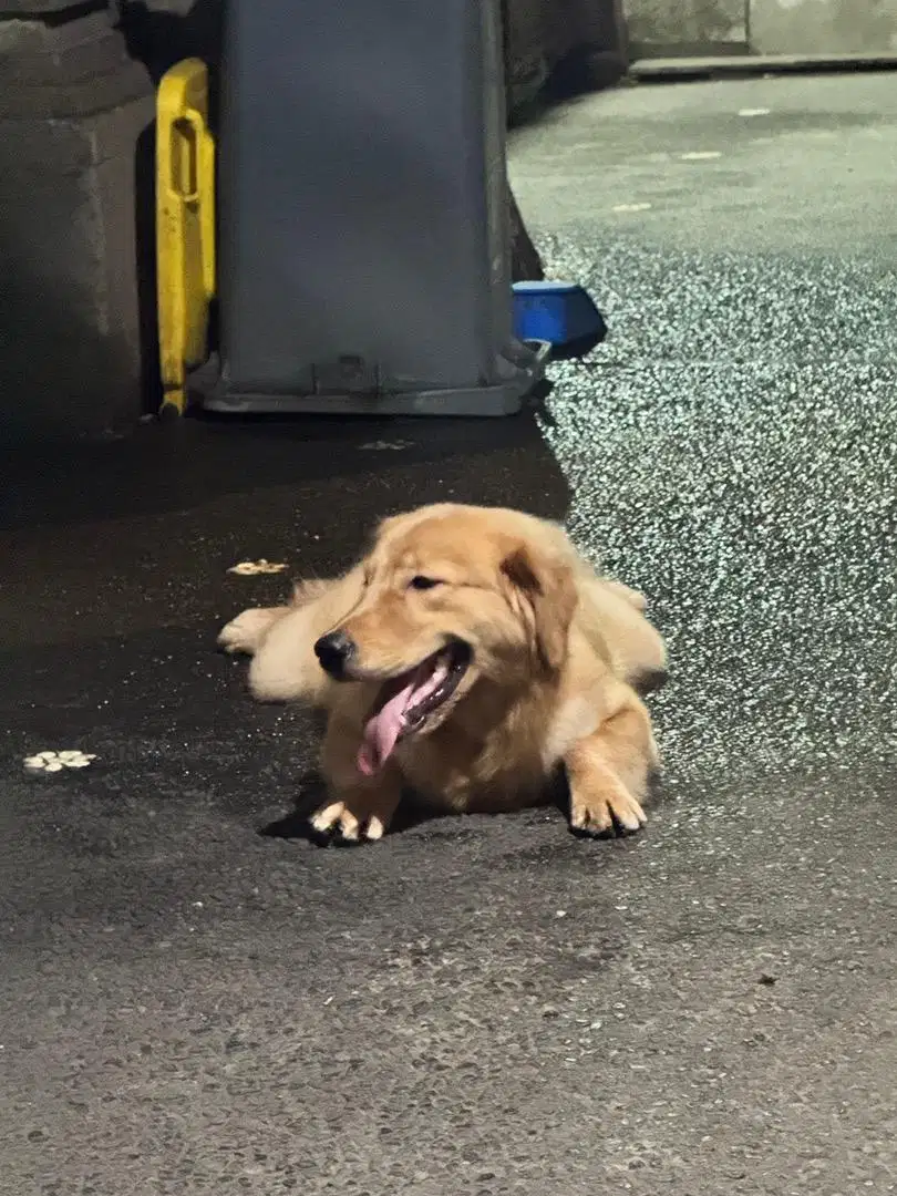 Golden Retriever Stambum Jantan
