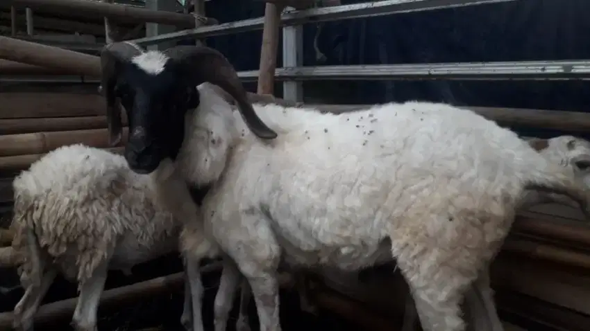 Domba dan Kambing PE kaligesing Jonggol siap antar
